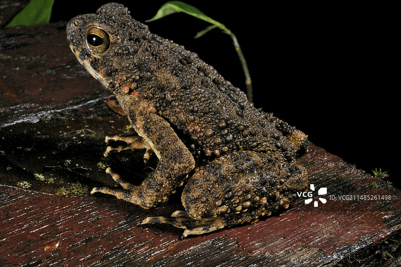 河蟾蜍图片素材