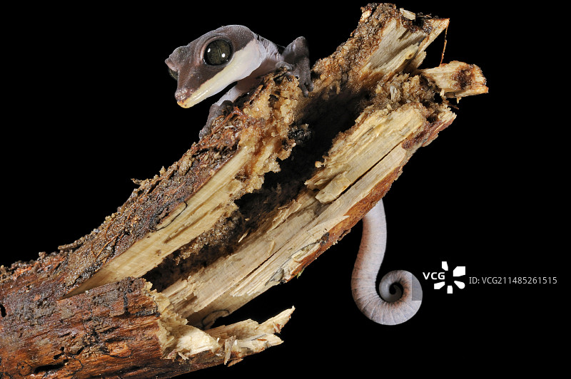 猫咪壁虎图片素材