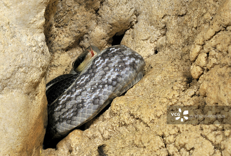 穴居鼠蛇图片素材