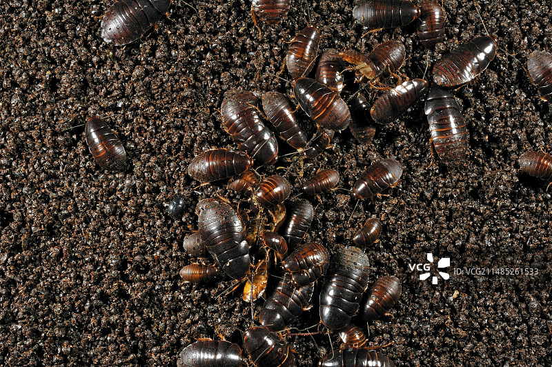 洞穴蟑螂图片素材