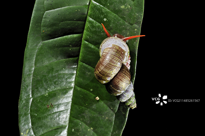 热带蜗牛图片素材