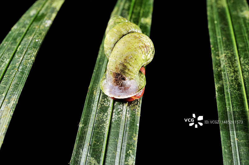 热带蜗牛图片素材