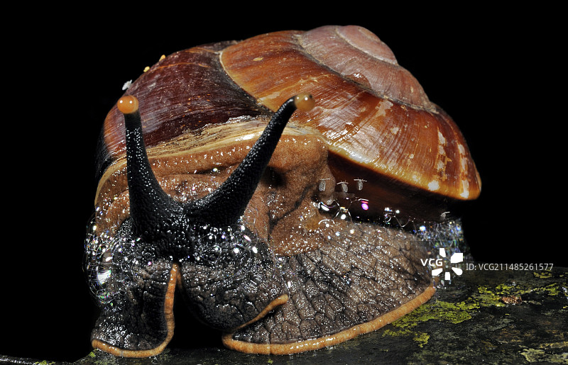 加里曼丹巨型陆地蜗牛图片素材