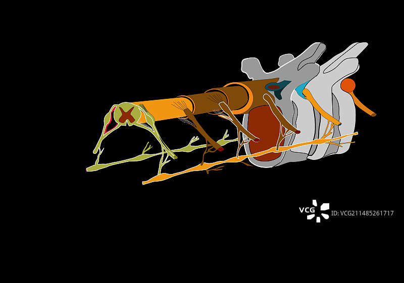 脊柱解剖结构图图片素材