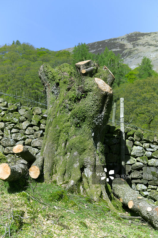 截顶的桤木树图片素材