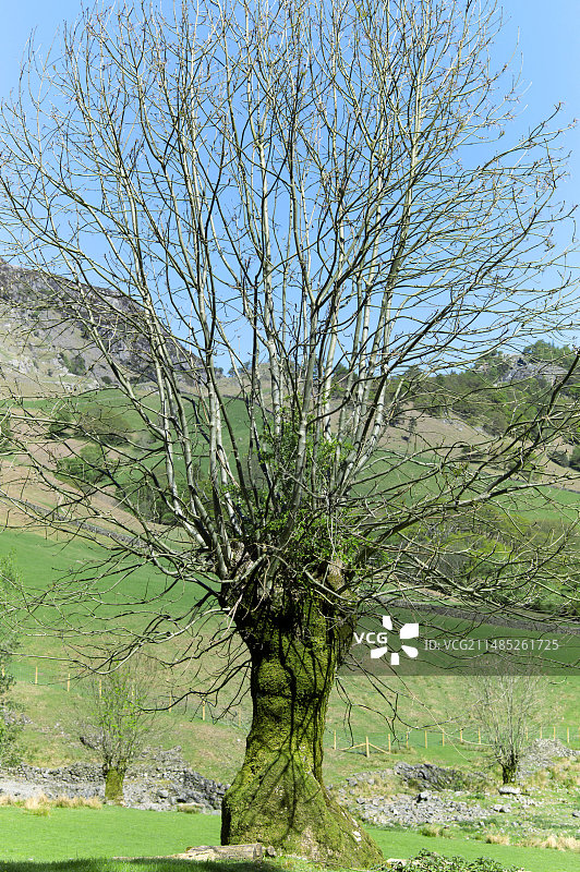 截顶白蜡树图片素材