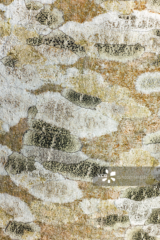 岑树皮上的地衣图片素材