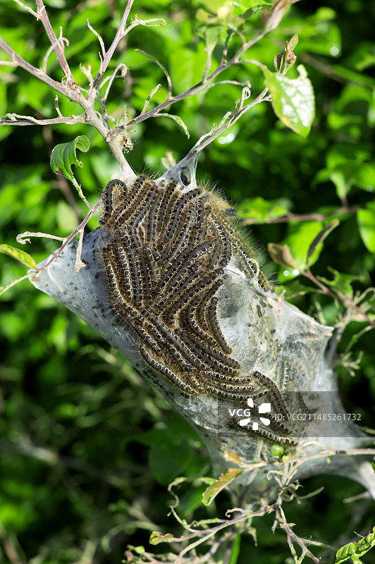 棕尾蛾幼虫图片素材