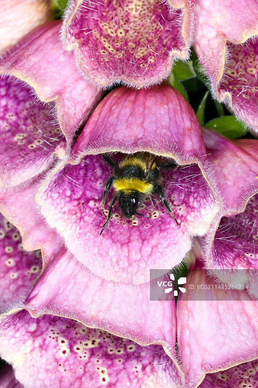 大黄蜂与毛地黄杂交图片素材