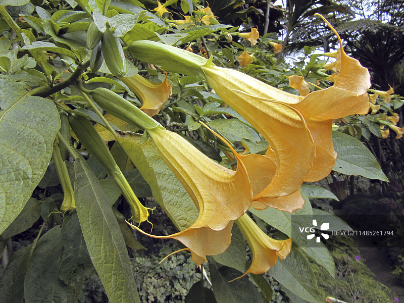 风铃木花图片素材