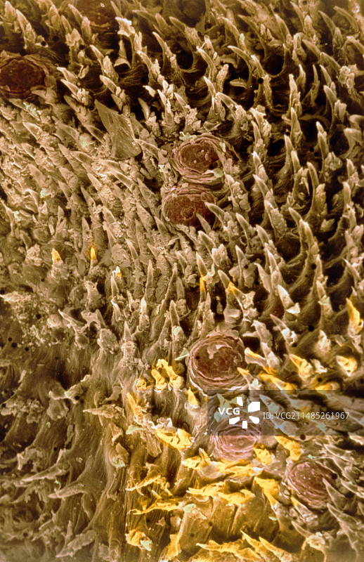 舌头表面，扫描电子显微镜图片素材