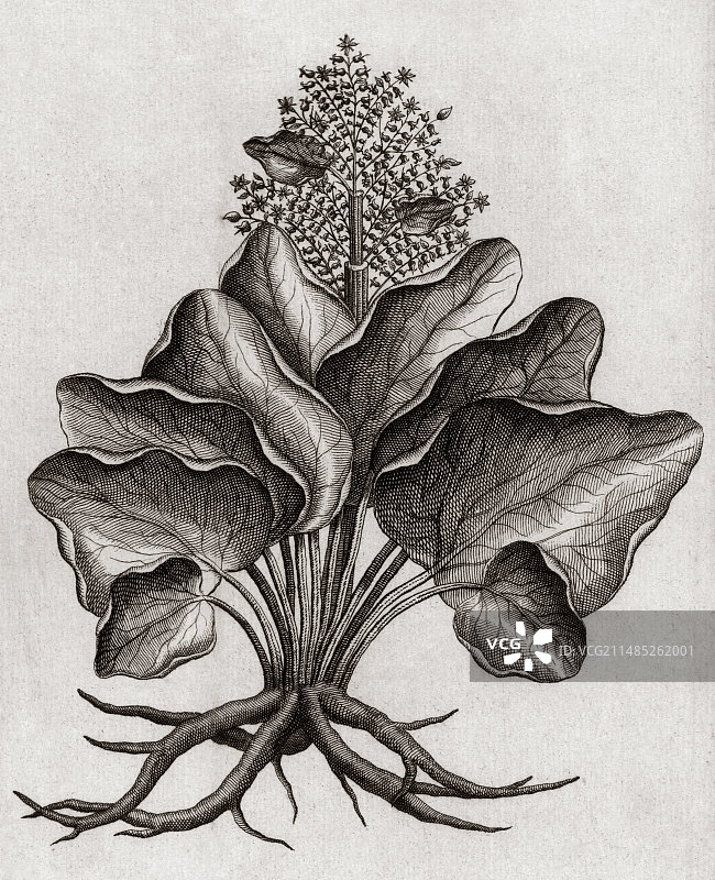 18世纪的野生大黄植物图片素材