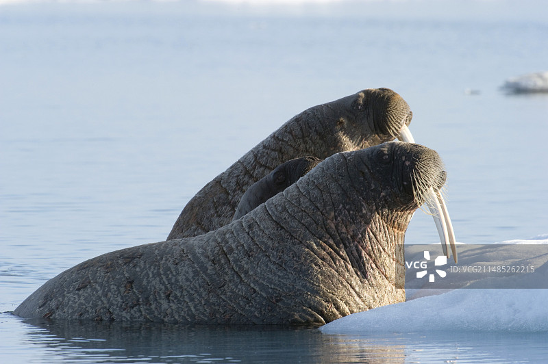 大西洋海象图片素材