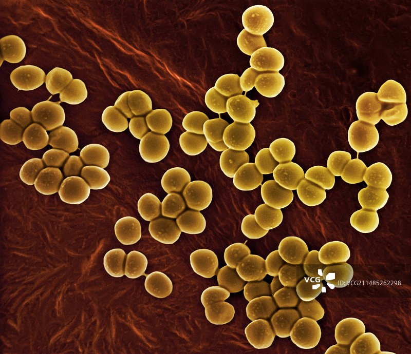 耐甲氧西林金黄色葡萄球菌，扫描电镜图片素材