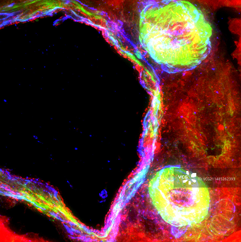 肝脏组织荧光显微照片图片素材