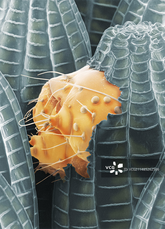 菜粉蝶幼虫孵化扫描电镜图图片素材