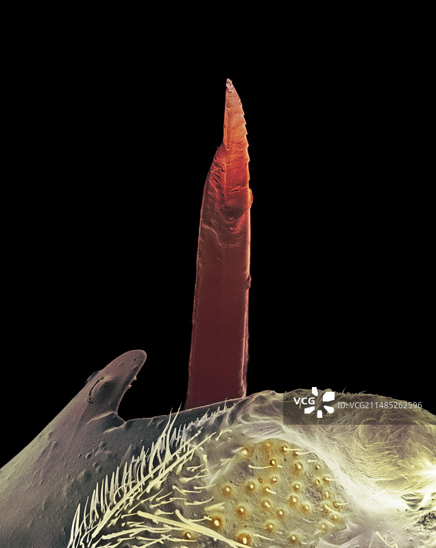 胡蜂蜇刺，扫描电镜图图片素材