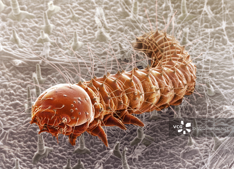 菜粉蝶毛虫扫描电镜照片图片素材