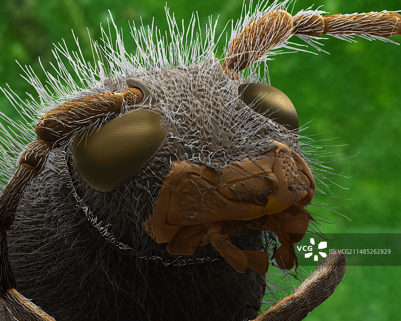 黄蜂甲虫头部扫描电镜图图片素材