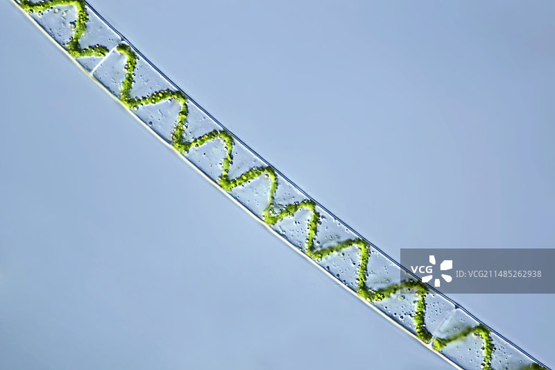 水绵藻类显微照片图片素材