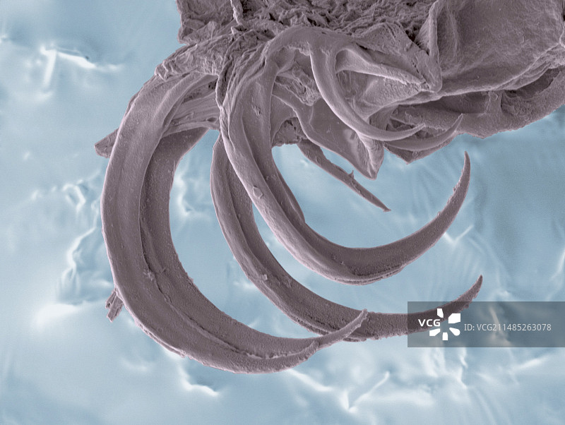 水熊虫爪子扫描电镜图图片素材