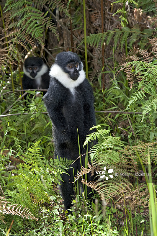 侯斯特猴图片素材