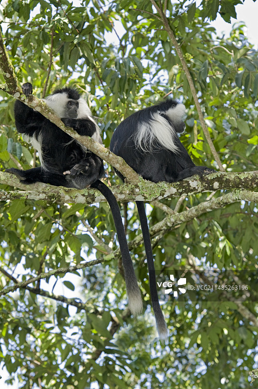 鲁文佐里黑白疣猴图片素材