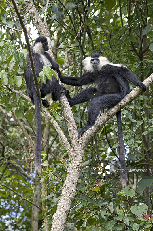 鲁文佐里黑白疣猴图片素材