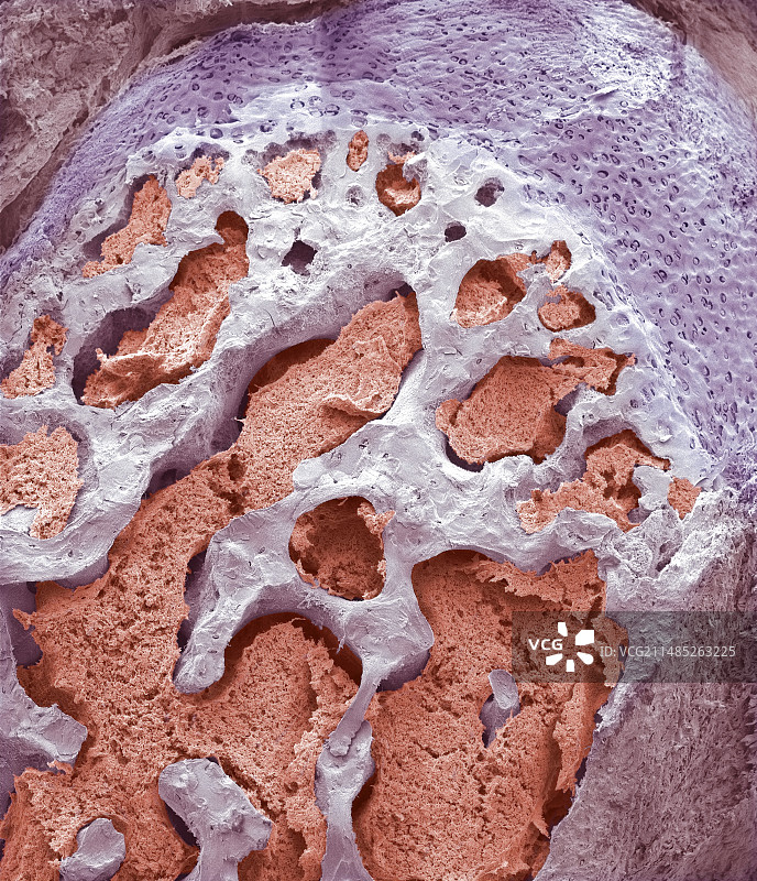 灵长类动物手指骨骼扫描电镜图图片素材