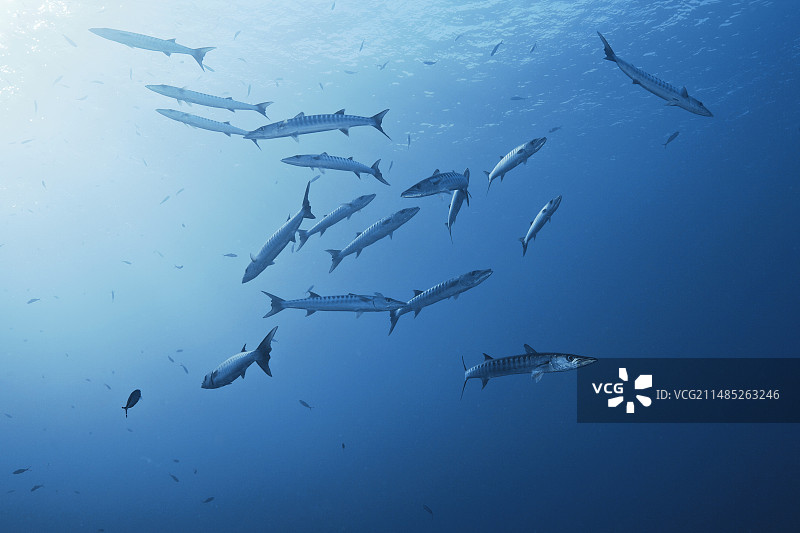 金梭鱼图片素材