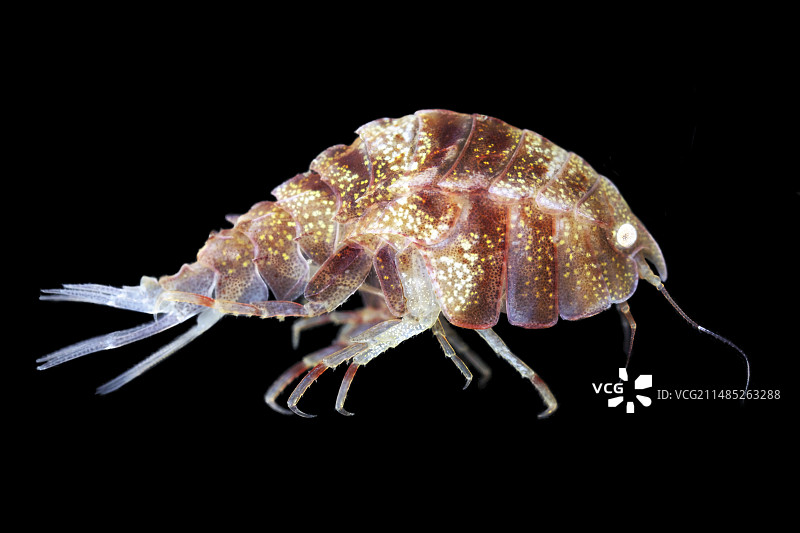 片脚类动物图片素材