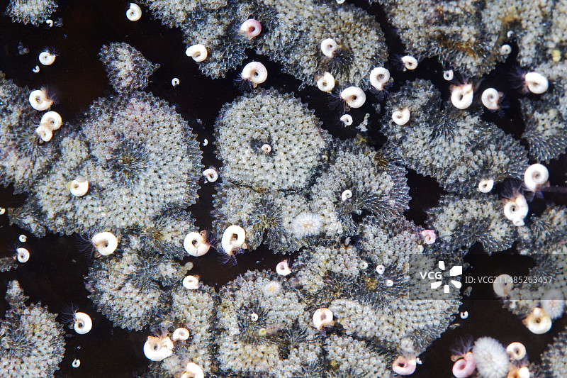 苔藓动物群落图片素材