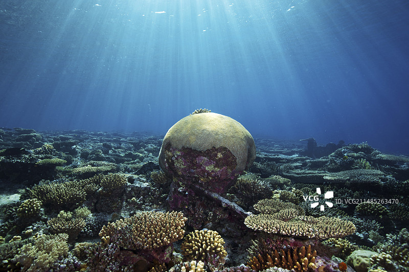 珊瑚花园图片素材