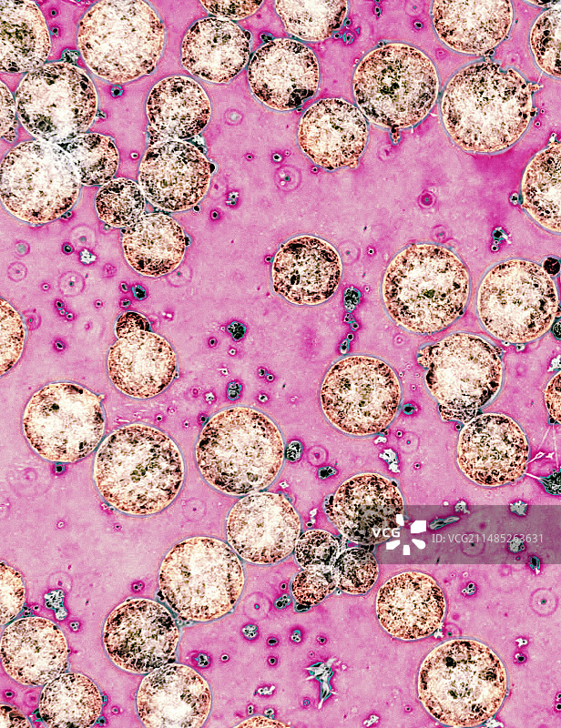 干细胞，光学显微照片图片素材