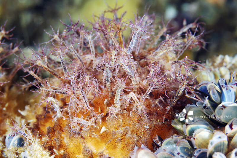 骨骼虾图片素材