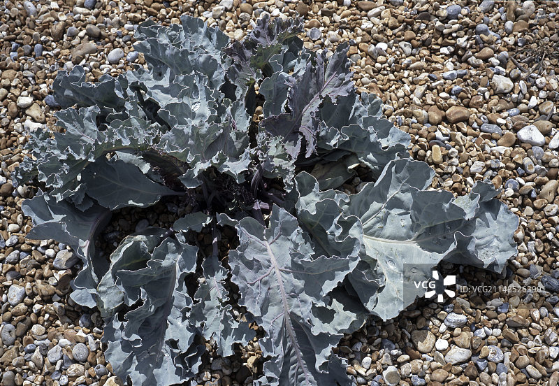 海甘蓝植物图片素材