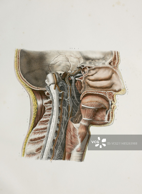 颈椎神经，1844年艺术作品图片素材