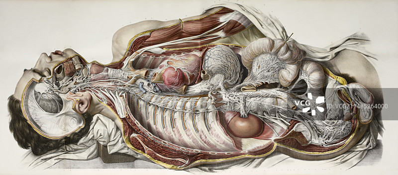 自主神经，1844年艺术作品图片素材