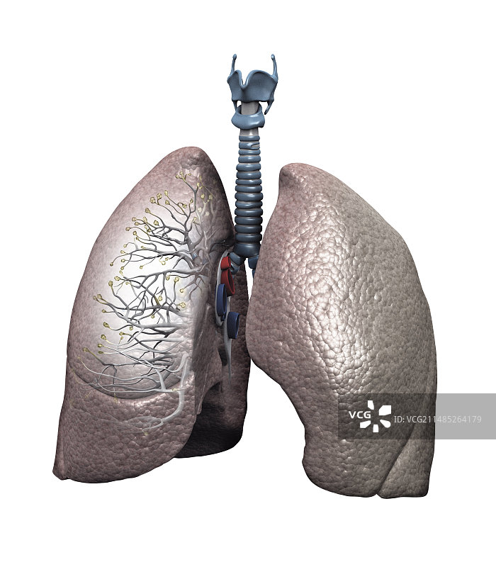 呼吸系统解剖图图片素材