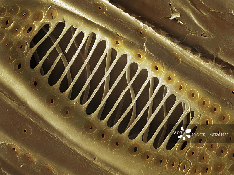 冬青茎木质部导管扫描电镜图图片素材