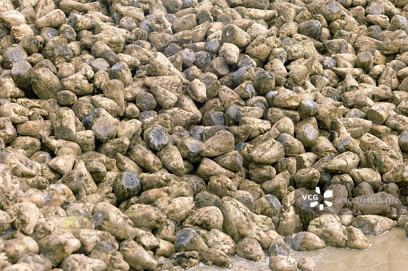 霜冻损坏的甜菜作物图片素材