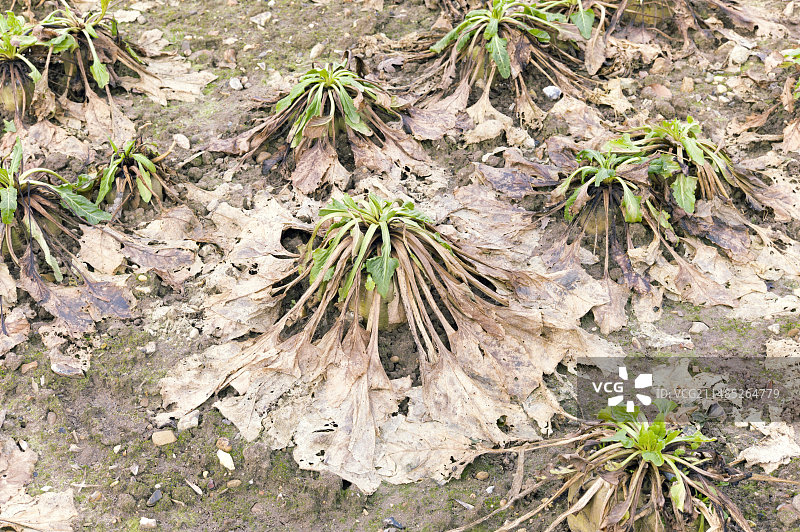 霜冻损坏的甜菜作物图片素材