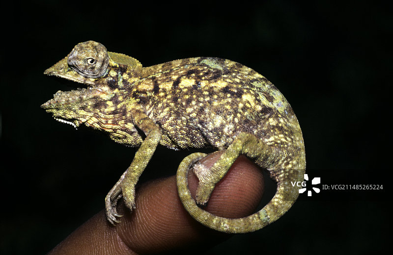 珠宝变色龙图片素材