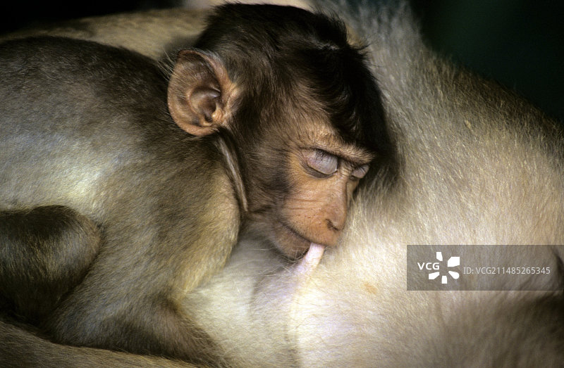 豚尾猕猴哺乳图片素材