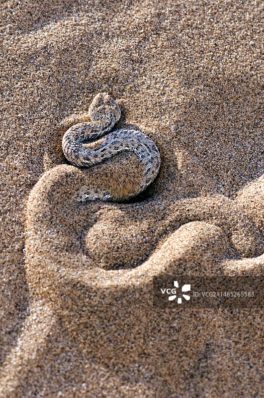 佩氏蝰蛇将自己埋在沙中图片素材