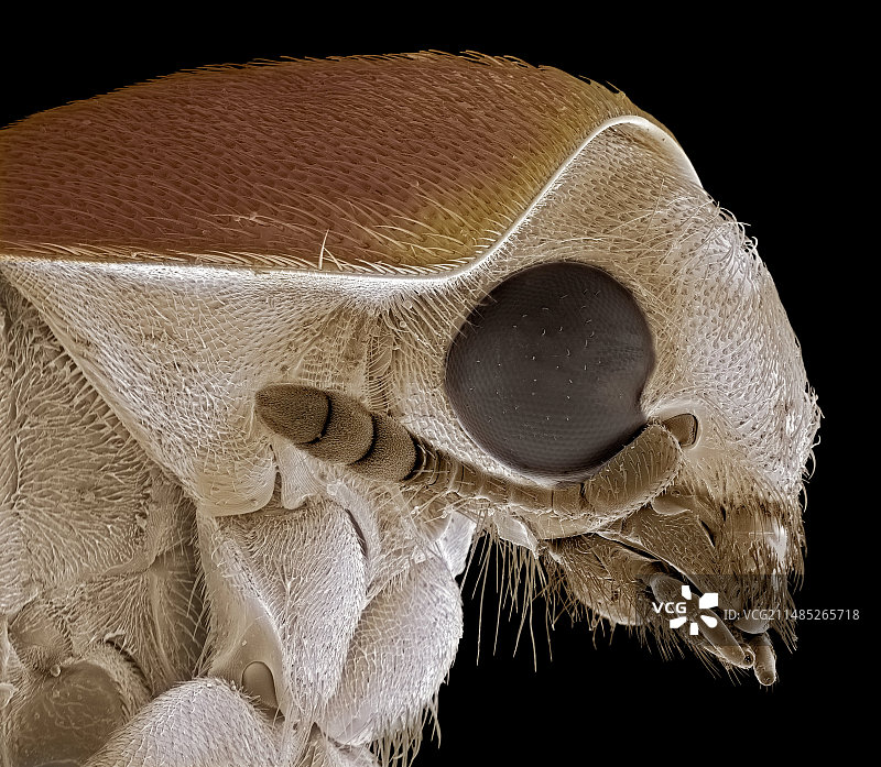 米扁虫，扫描电镜图片素材