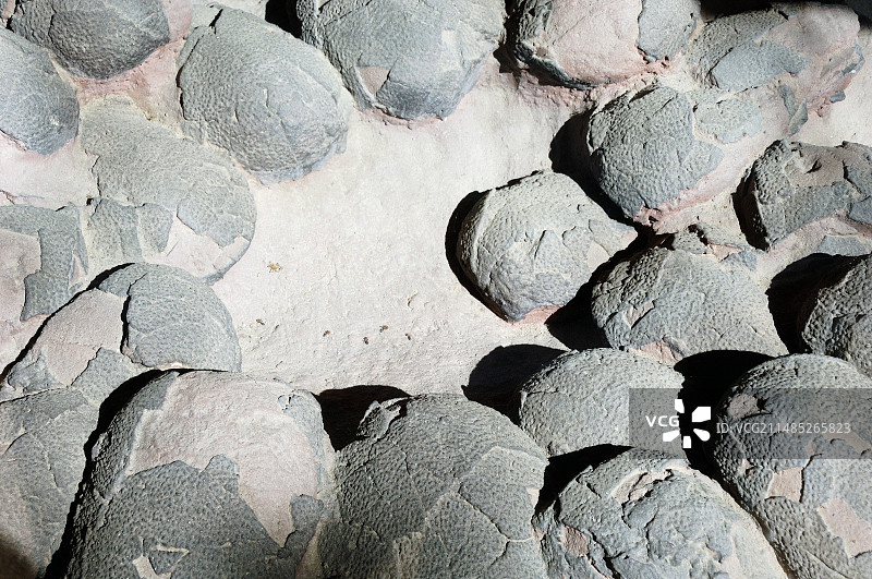 窃蛋龙恐龙蛋化石图片素材