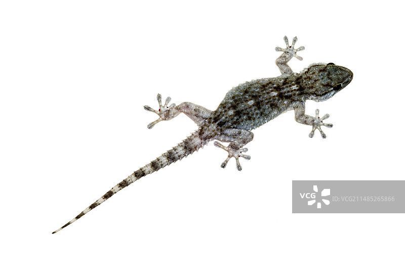 摩尔壁虎图片素材