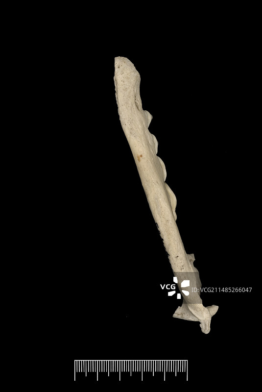 福克兰群岛狐狸下颚骨碎片图片素材