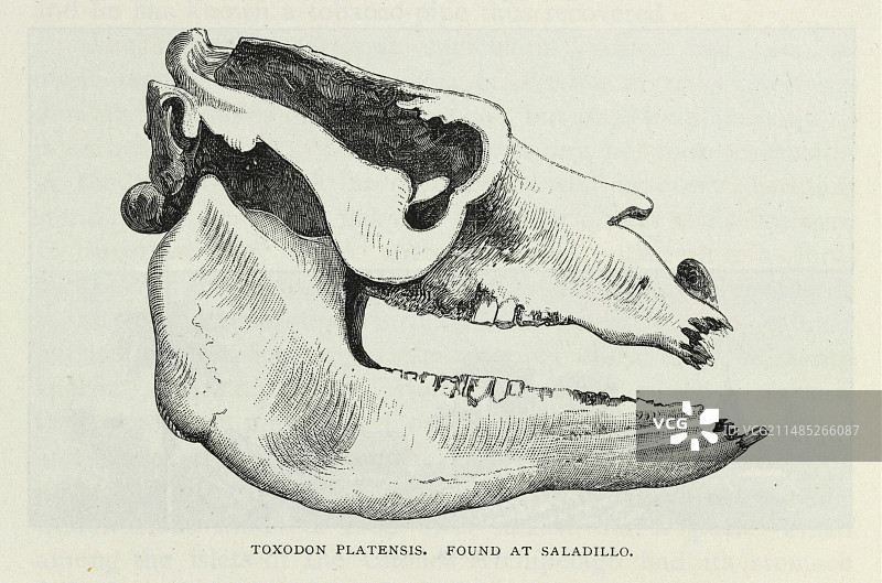 南方弓兽头骨艺术图图片素材